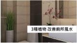改善廁所風水 3大化煞開運植物