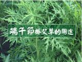 端午節習俗 掛艾草的功用