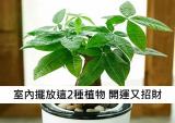 家中這2個地方擺放植物 助檔煞又開運